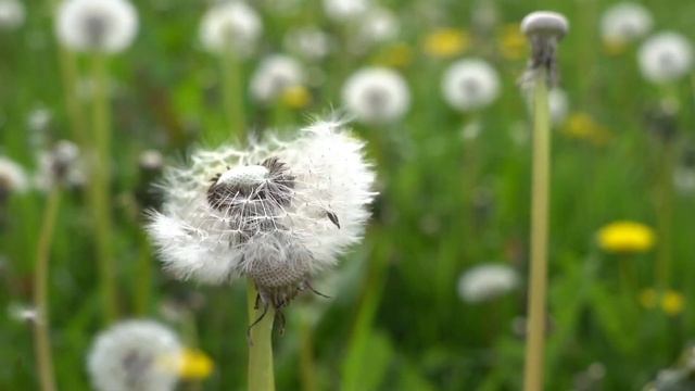 Breathtaking Colors of Nature in 4K ?Flowers - Sleep Relax Meditation Music,Nature Relax UHD Video. смотреть онлайн