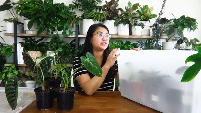 How to Create a Humidity Box for Indoor Plants смотреть онлайн