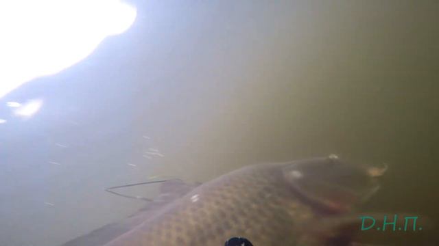 Успешная охота на КАРПА смотреть онлайн