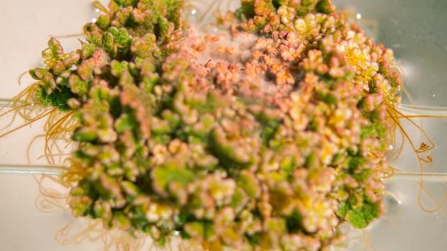 Azolla filiculoides growth and demise over three months. A macro timelapse in 4K 60fps смотреть онлайн