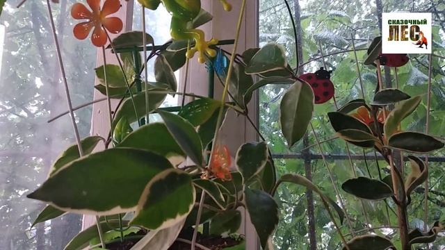 РАСТЕНИЯ/моя тепличка/ПОКУПКИ из Фикс Прайс для комнатного сада/СКАЗОЧНЫЙ ЛЕС смотреть онлайн