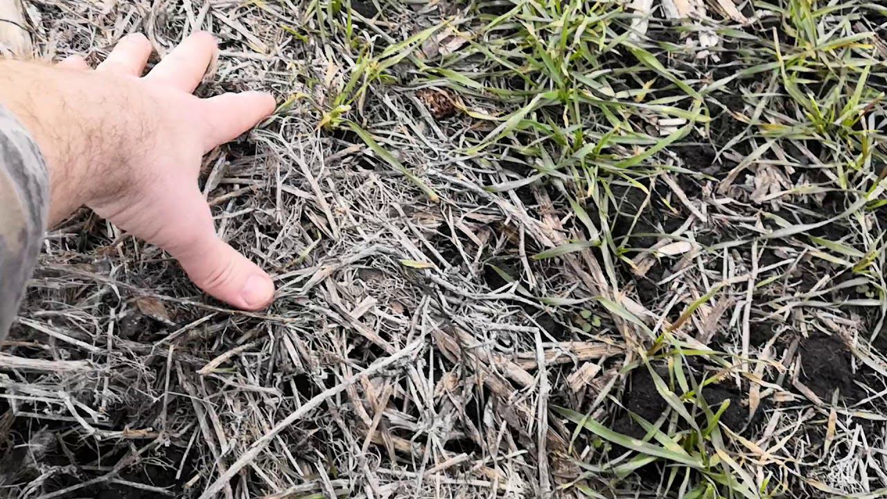 Сеялка Amazon DMC. Отзыв о качестве сева. смотреть онлайн