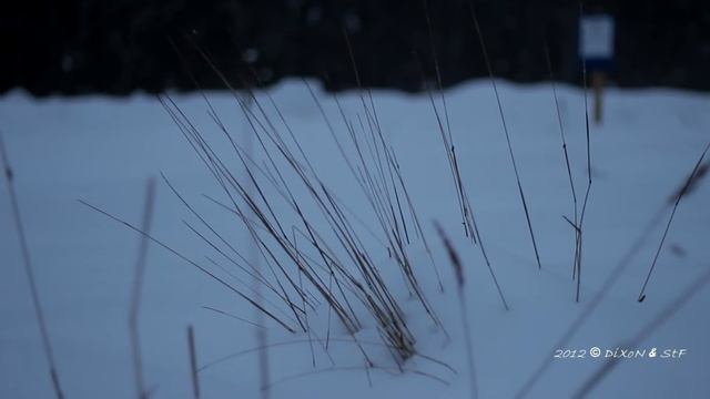 Тест Canon 600D 50mm F1.8.m2t Видео