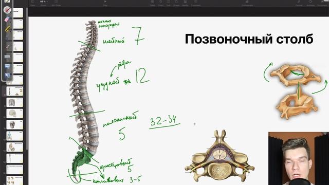 6.12. Строение скелета: Позвоночный столб. Грудная клетка | Анатомия к ЕГЭ | Георгий Мишуровский смотреть онлайн