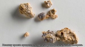 Как отучить кошку писать на диван: что делать