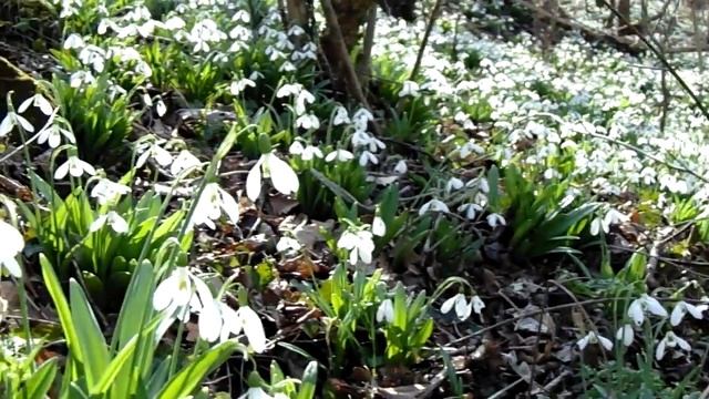 Крым. Подснежники в заброшенной усадьбе Кокораки смотреть онлайн