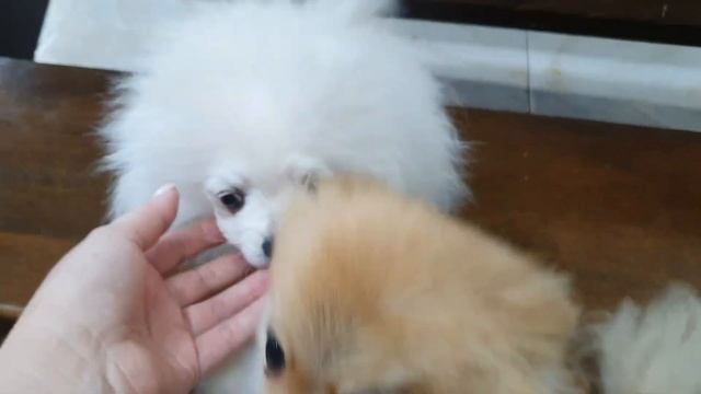 Странный вольер для щенка Пуфика смотреть онлайн