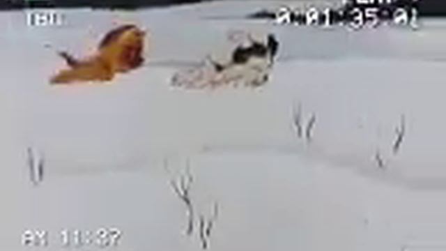 Новогодняя музыка (новогодняя ночь) Российские анимация 2010 VHS смотреть онлайн