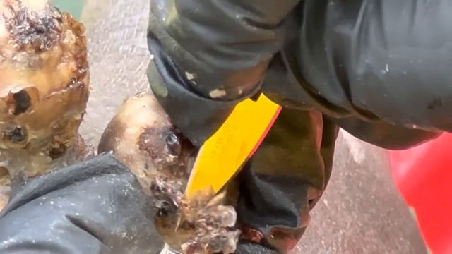 Zakayo’s left foot ROTTEN JIGGERS with THICK SCALES - subscribe @riseupsociety.net watch full video смотреть онлайн