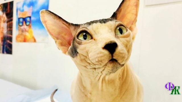 Сфинкса выставили за дверь за то, что он спал на пеленках