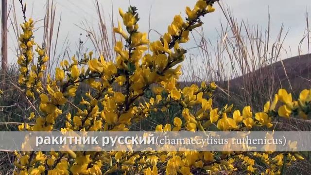 ракитник русский смотреть онлайн