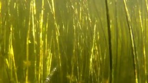 Подводная охота : Тактика охоты в камышах