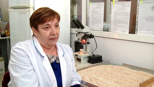 Черви в крупе. Проверка Россельхознадзора / Новости смотреть онлайн