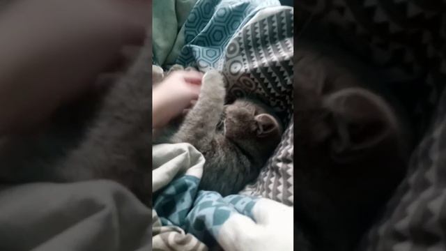 моя любимая кошечка спит🐱🐱🐱🐱🐱🐱 смотреть онлайн