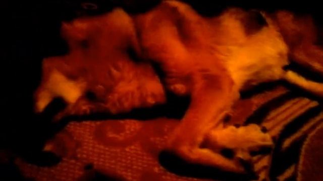 Волкособ: - лучшая порода собак для охраны. смотреть онлайн