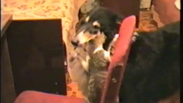 Котенок и собака смотреть онлайн