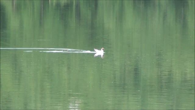 Прогулка с вороной 5. Ворона на озере смотреть онлайн