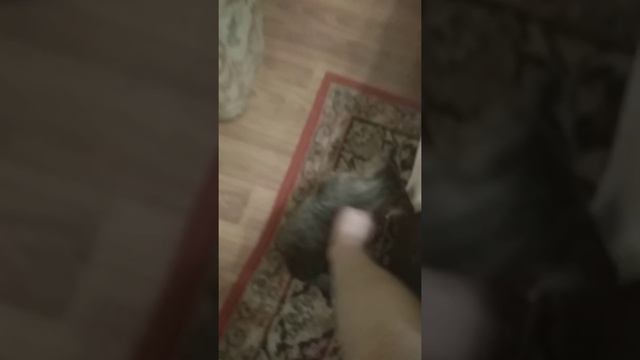Часть 2 мой котииииииик я не забуду тебя I Love ONE you! смотреть онлайн