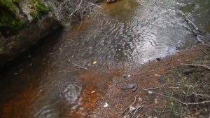 Байдарочный поход Вуокса озеро Соколиное - Лосево 2020 г.