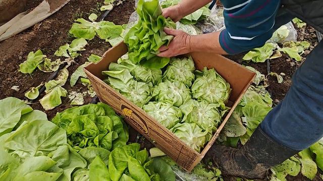 Lettuce - Green salad production смотреть онлайн