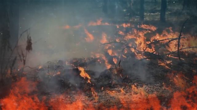 Берегите лес от пожара! смотреть онлайн