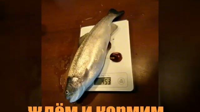 Выращивание форели личный опыт 2017. смотреть онлайн
