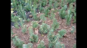 Как посадить саженец голубой ели в грунт? Выращивание ели колючей ф.голубая