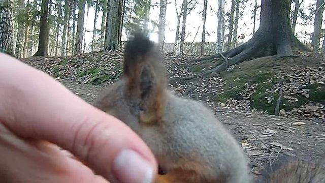 Почесали белке тёпленький животик и за ушком смотреть онлайн