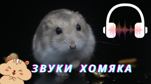 Звуки хомяка | Звуки животных