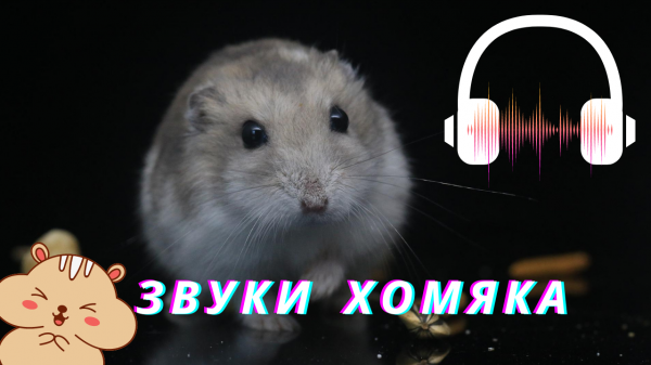 Звуки хомяка | Звуки животных