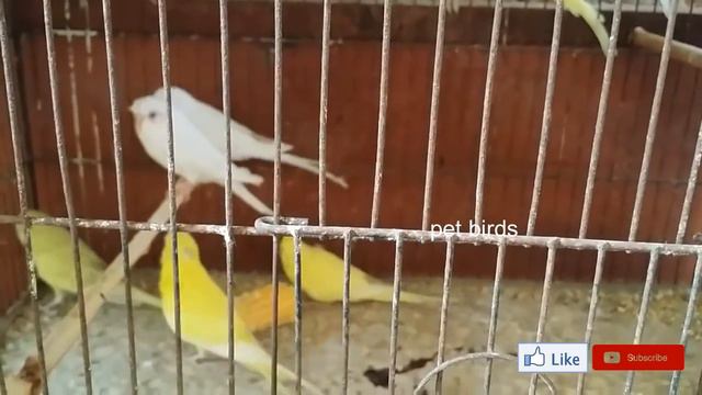 love birds breeding tips and tricks in Tamil | Budgies breed tips Tamil смотреть онлайн