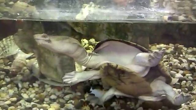 Змеиношейная черепаха (Chelodina siebenrocki) смотреть онлайн