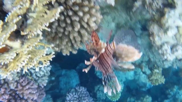 Крылатка смотреть онлайн