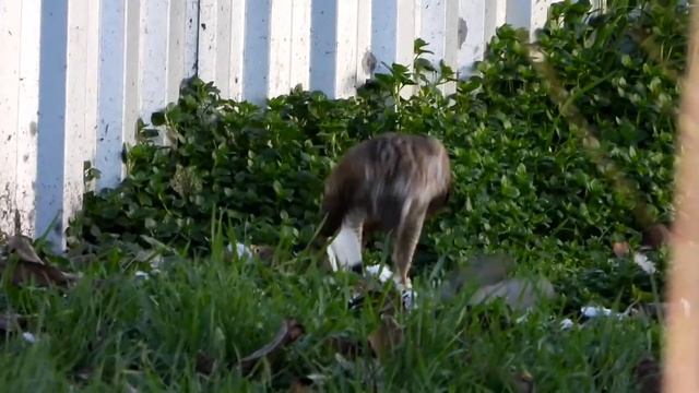 Nikon Coolpix p1000 невероятный зум ? , очень красивая птица поймала голубя,что за птица кто знает? смотреть онлайн