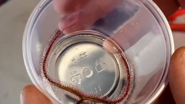 How To Grow Drosera Binata (Carnivorous Plant Grow Guide) OLD