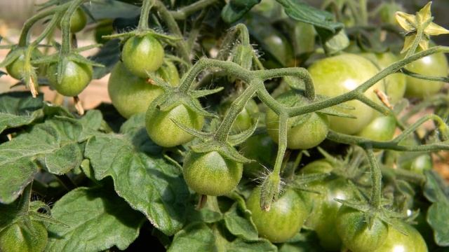 Хлебное удобрение для томатов своими руками смотреть онлайн