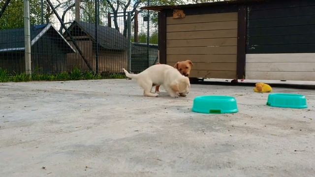 Бой щенков. Кто же одержит победу?! смотреть онлайн