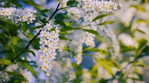 Футаж — Цветущая черемуха. Футажи (footage) красивая природа [FullHD]