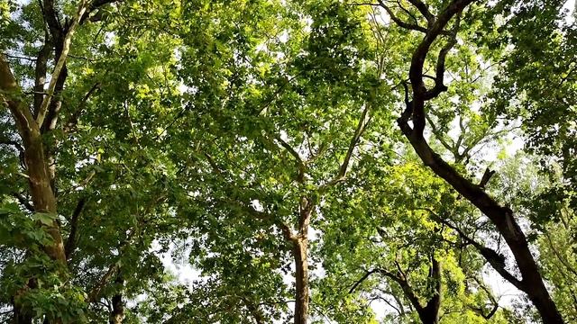 UGRAM VEERAM MAHAVISHNUM LORD NARASIMHA MANTRA / SIGNING BY PORTUGUESE DEVOTEES смотреть онлайн