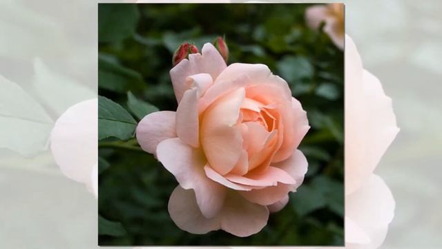 Amaretto Rose, Kordes смотреть онлайн
