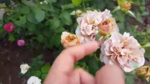 Роза Кофе лате второй год цветения