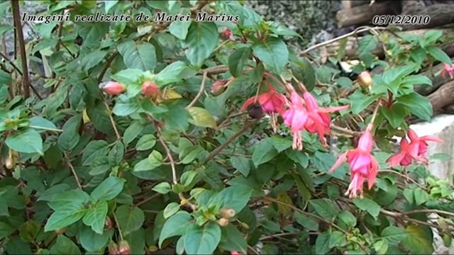 Sony HVR-HD1000e смотреть онлайн