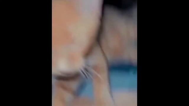 Cats And Dogs funny reactions and moments смотреть онлайн