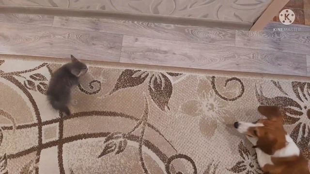 Собака Боня хочет играть, но боится крошечного котёнка Саймона))) смотреть онлайн