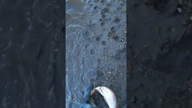 Как ловить Сазана весной!! смотреть онлайн