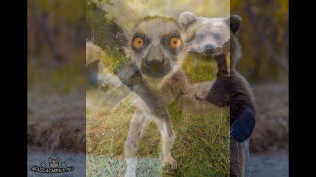 лучшие приколы про животных смотреть онлайн