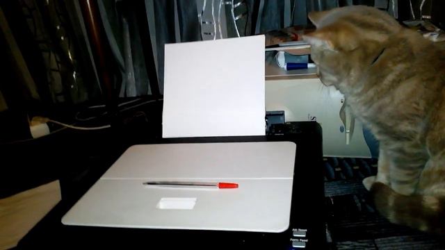 Кошка против Принтера! ( Cat Vs. Printer ) VivaVideo