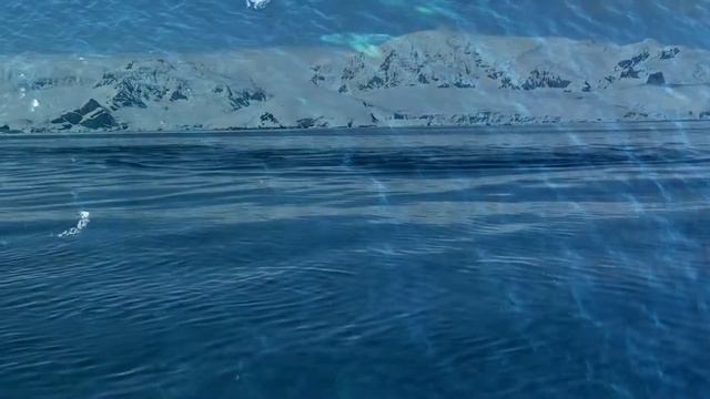 Howling Of Whales  Singing Whales  Sounds Of Whales  A Flock Of Whales  Whale Music