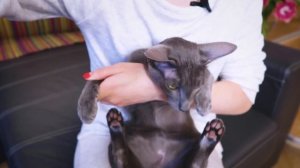 КАК ПОДСТРИЧЬ КОГТИ КОШКЕ ДОМА | ИНСТРУКЦИЯ | показываю на своих ориенталах