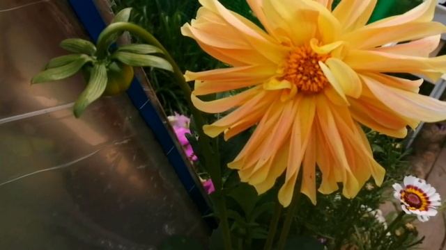 Любимые цветы в сентябре на даче. смотреть онлайн